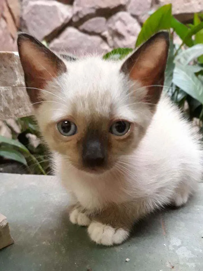 Gato ra a Siamês misto idade Abaixo de 2 meses nome Não tem nome