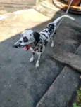 Cachorro raça Dalmata idade 7 a 11 meses nome Lex