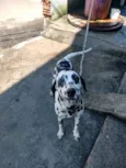 Cachorro raça Dalmata idade 7 a 11 meses nome Lex