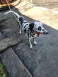 Cachorro raça Dalmata idade 7 a 11 meses nome Lex