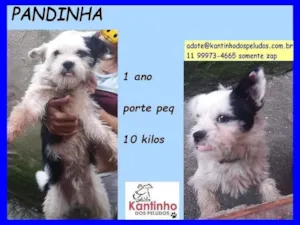 Cachorro raça  idade  nome Pandinha Pequeno