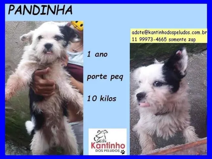 Cachorro raça  idade  nome Pandinha Pequeno