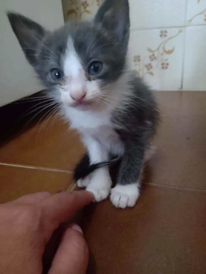Gato ra a Não sei idade Abaixo de 2 meses nome Não tem