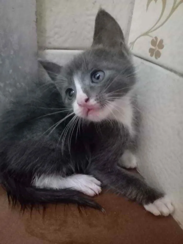 Gato ra a Não sei idade Abaixo de 2 meses nome Não tem