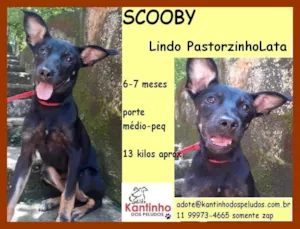 Cachorro raça  idade  nome SCOOBY FILHOTE