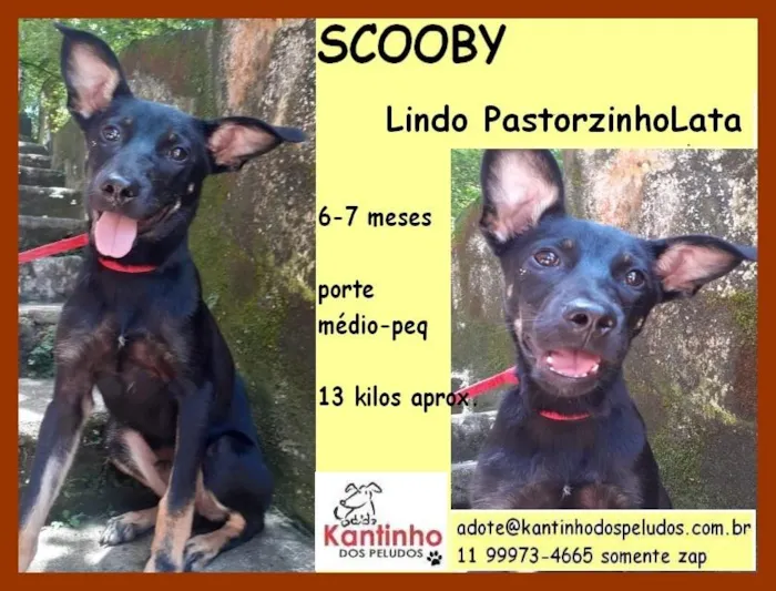 Cachorro raça  idade  nome SCOOBY FILHOTE