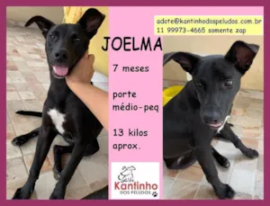 Cachorro raça  idade  nome JOELMA FILHOTE