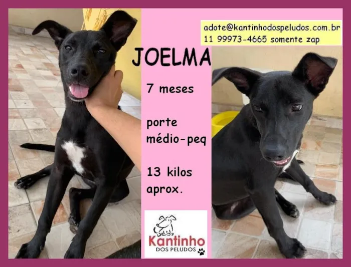 Cachorro raça  idade  nome JOELMA FILHOTE