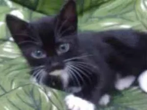 Gato raça Srd idade 2 a 6 meses nome Bbs gatinhos