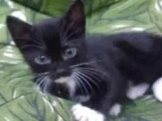 Gato ra a Srd idade 2 a 6 meses nome Bbs gatinhos