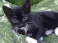 Bbs gatinhos