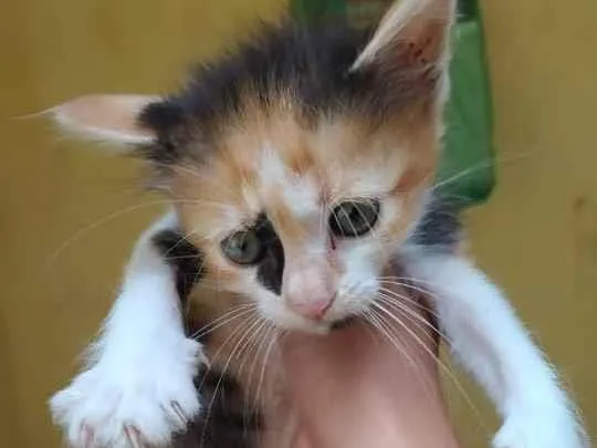 Gato ra a Srd idade 2 a 6 meses nome Bbs gatinhos