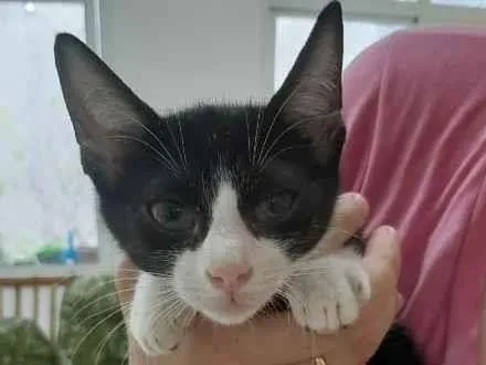 Gato ra a Srd idade 2 a 6 meses nome Bbs gatinhos