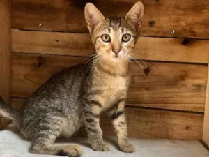 Gato raça Srd idade 2 a 6 meses nome Malú 