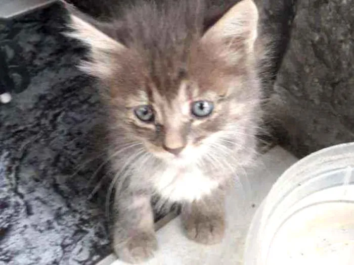 Gato ra a Felino idade Abaixo de 2 meses nome Felino