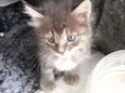 Felino