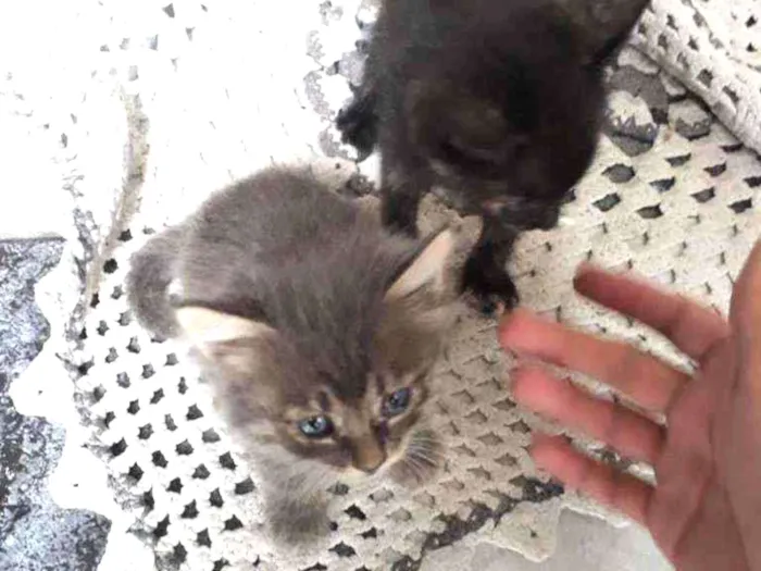 Gato ra a Felino idade Abaixo de 2 meses nome Felino