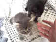 Felino