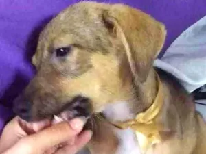 Cachorro raça mistura de pastor alemão com l idade 2 a 6 meses nome Nina