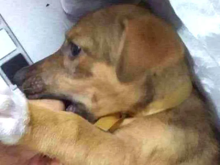 Cachorro raça mistura de pastor alemão com l idade 2 a 6 meses nome Nina