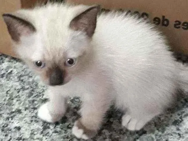 Gato ra a Siamês misto idade Abaixo de 2 meses nome Não tem nome