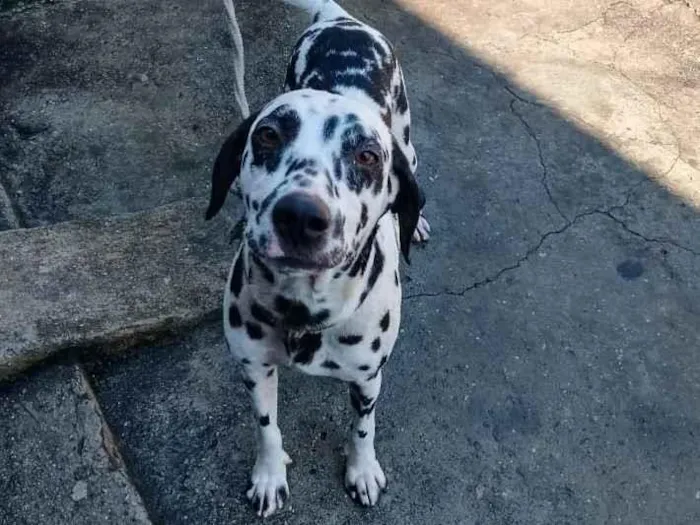 Cachorro raça Dalmata idade 7 a 11 meses nome Lex