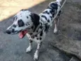 Cachorro raça Dalmata idade 7 a 11 meses nome Lex