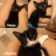 FILHOTES