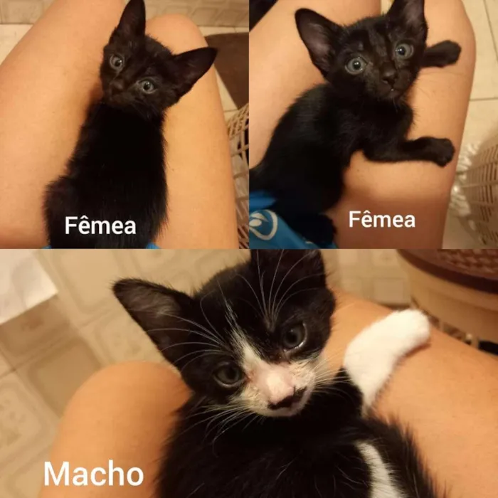 Gato ra a SRD-ViraLata idade Abaixo de 2 meses nome FILHOTES