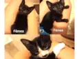FILHOTES