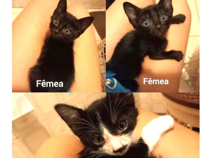 Gato ra a SRD-ViraLata idade Abaixo de 2 meses nome FILHOTES