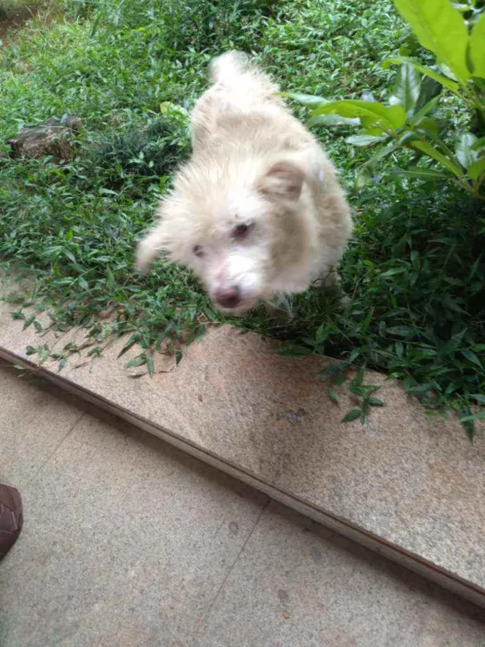 Cachorro raça SRD idade 1 ano nome Stopa