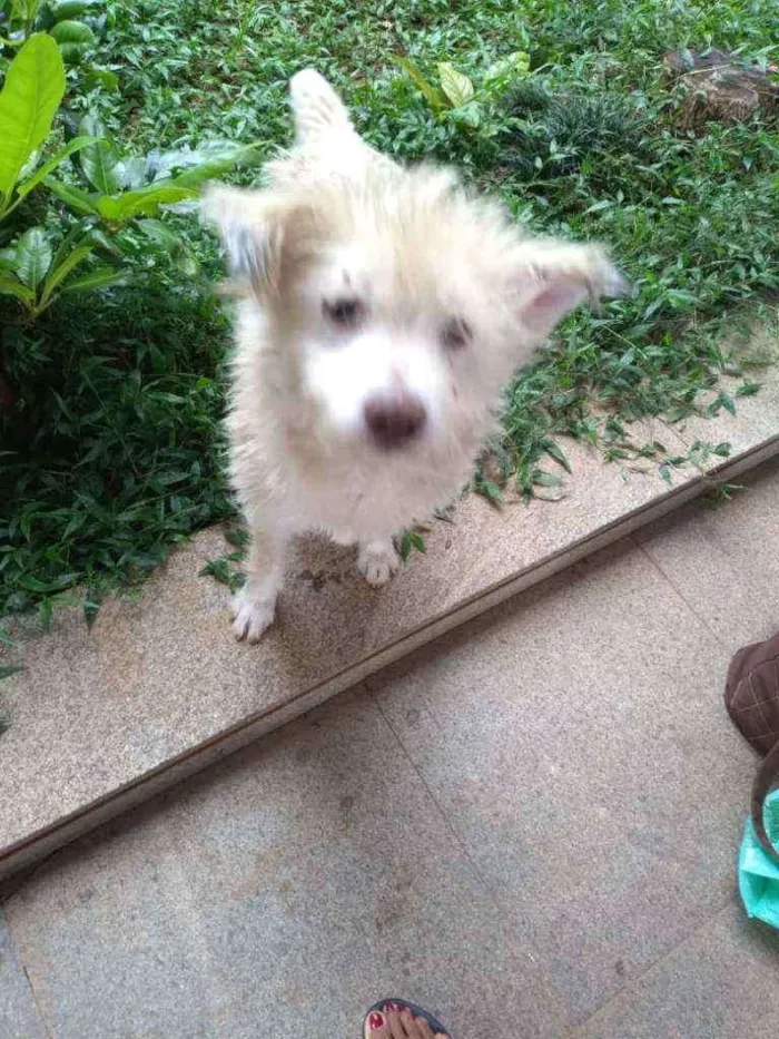 Cachorro raça SRD idade 1 ano nome Stopa