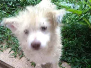 Cachorro raça SRD idade 1 ano nome Stopa