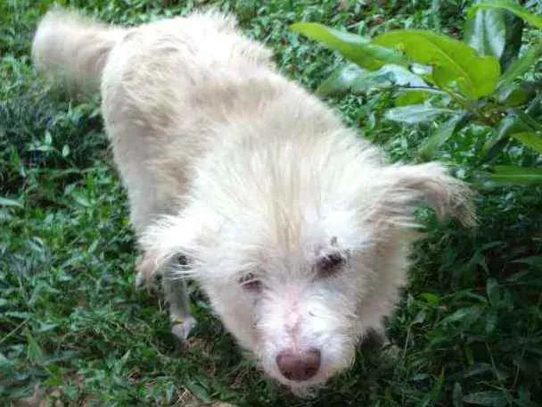 Cachorro raça SRD idade 1 ano nome Stopa