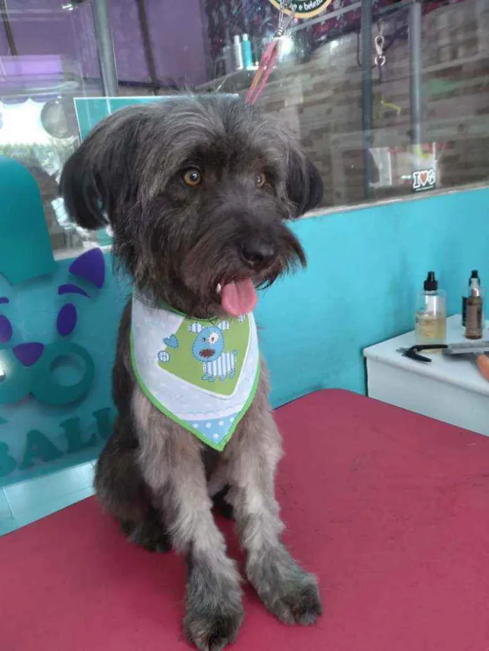 Cachorro raça SRD idade 1 ano nome Peteca