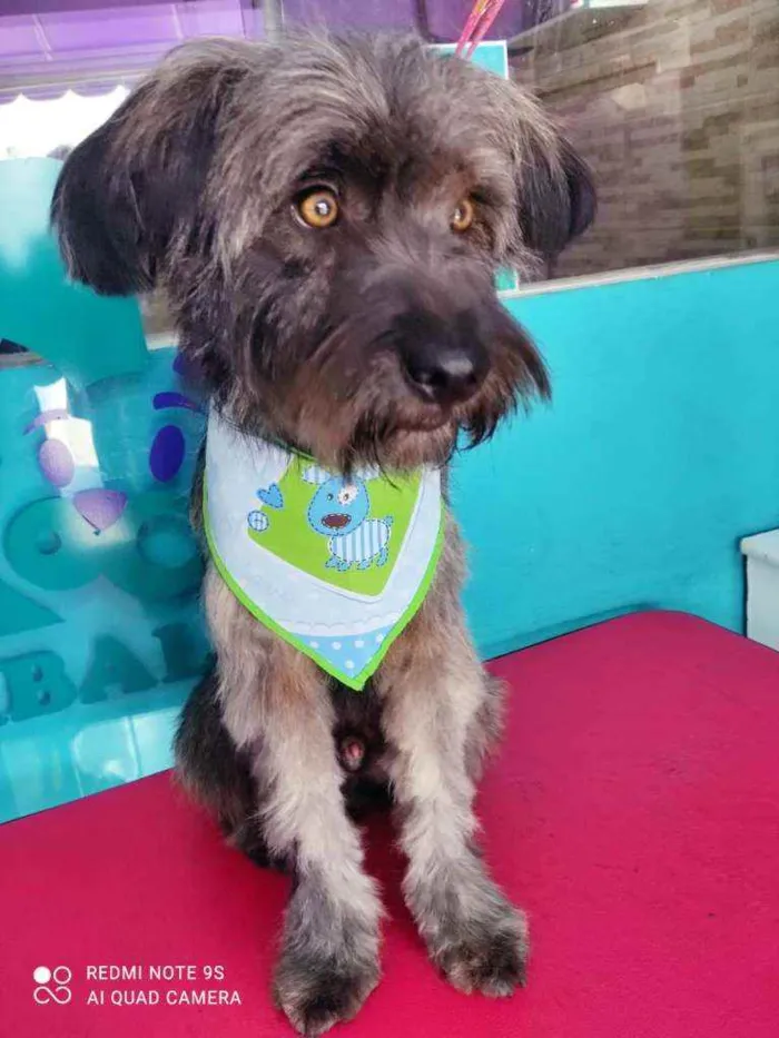 Cachorro raça SRD idade 1 ano nome Peteca