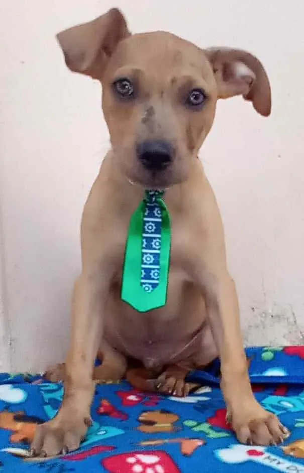 Cachorro raça SRD idade 2 a 6 meses nome Thor