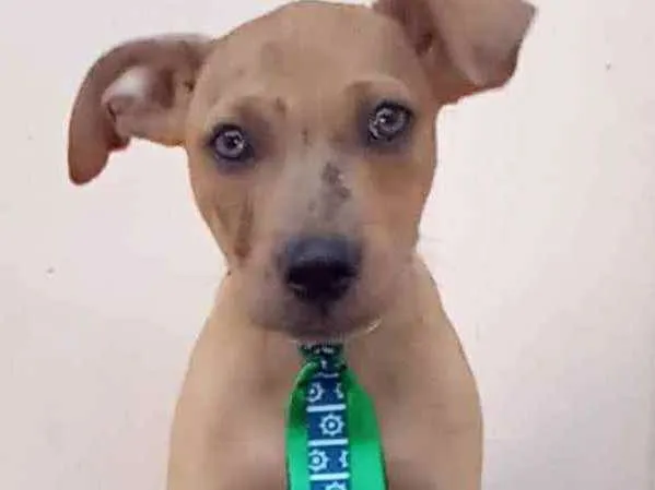 Cachorro raça SRD idade 2 a 6 meses nome Thor