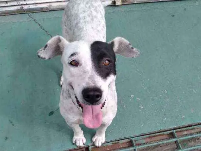 Cachorro raça SRD idade 1 ano nome Chiquinha