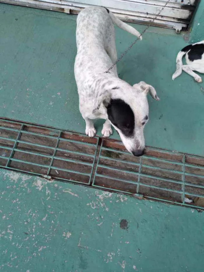 Cachorro raça SRD idade 1 ano nome Chiquinha