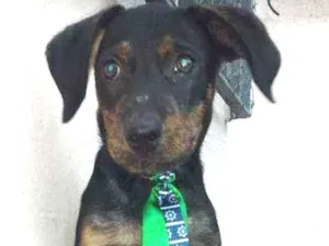 Cachorro raça SRD idade 2 a 6 meses nome Ayron