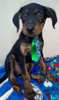 Cachorro raça SRD idade 2 a 6 meses nome Ayron