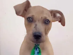 Cachorro raça SRD idade 2 a 6 meses nome Thor