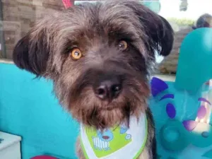 Cachorro raça SRD idade 1 ano nome Peteca
