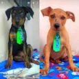 Cachorro raça SRD idade 2 a 6 meses nome Thor e Ayron