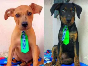 Cachorro raça SRD idade 2 a 6 meses nome Thor e Ayron