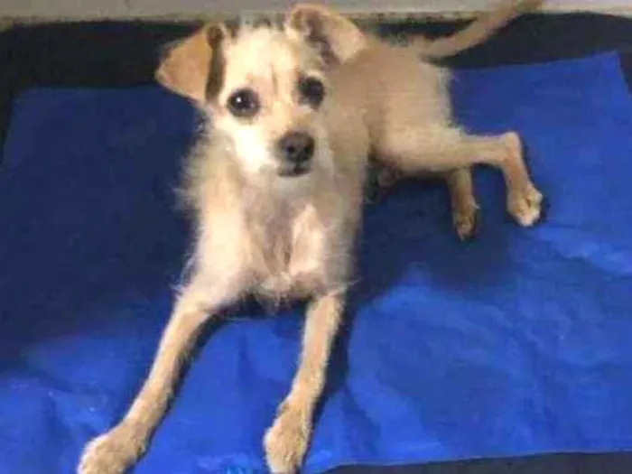 Cachorro raça SRD-ViraLata idade 4 anos nome Lupi