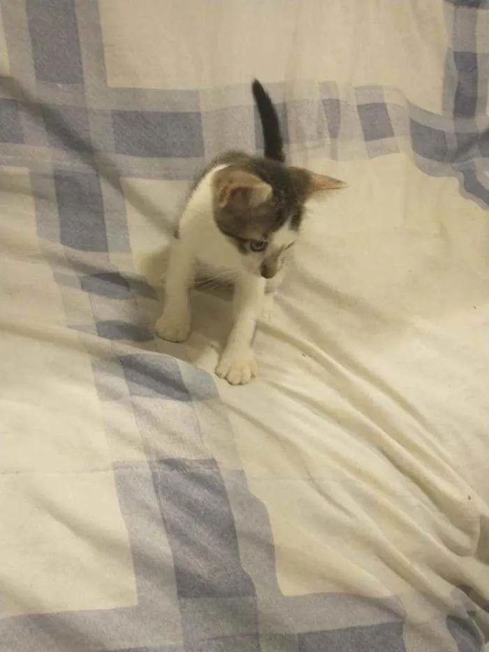 Gato ra a Não definida idade 2 a 6 meses nome Sem nome