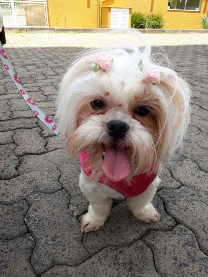 Cachorro ra a Shitzu idade 6 ou mais anos nome Jully